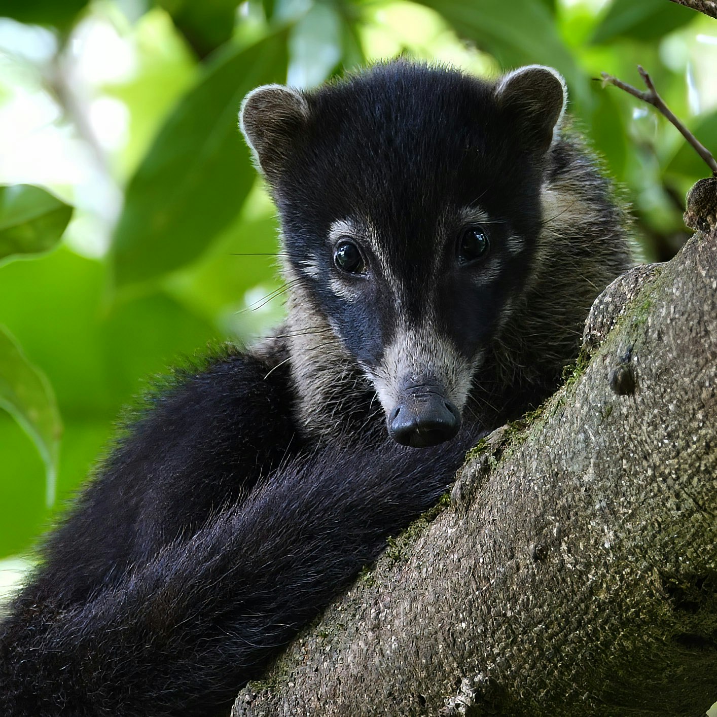 Coati in Costa Rica