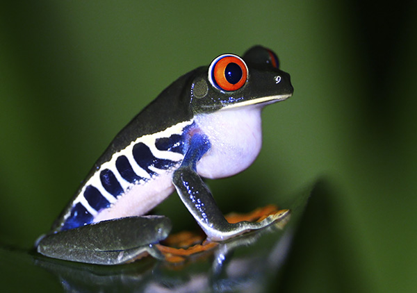 Wildlife